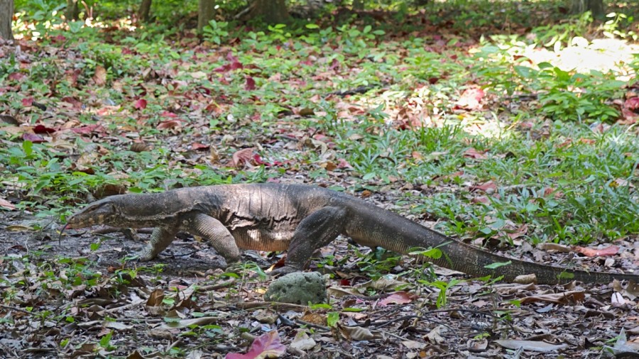 Varan2